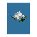 Cloud on a Branch